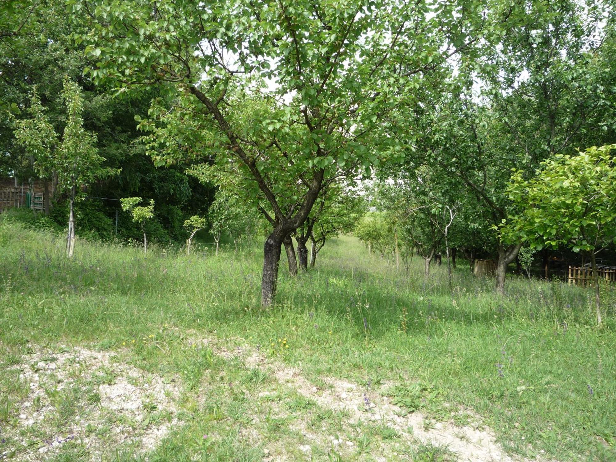 Agriturismo Lupo Bianco Monzambano Kültér fotó