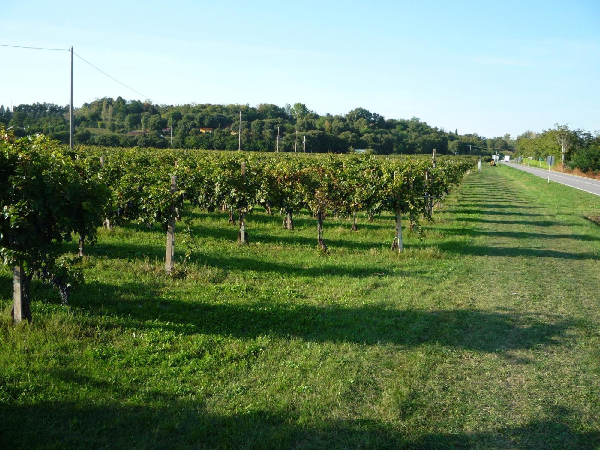 Agriturismo Lupo Bianco Monzambano Kültér fotó